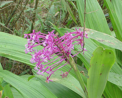 Epidendrum syringothyrsus