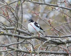 Ficedula semitorquata