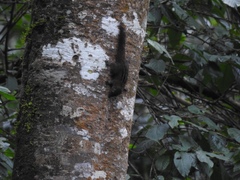 Funambulus sublineatus