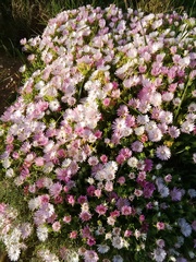 Drosanthemum striatum