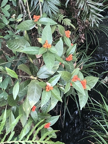 Sarcandra glabra, photograph 4