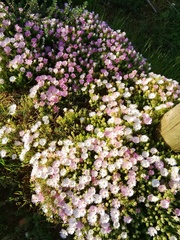 Drosanthemum striatum