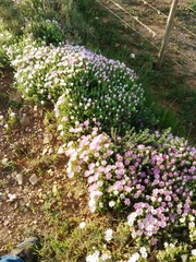 Drosanthemum striatum