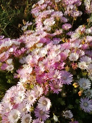 Drosanthemum striatum
