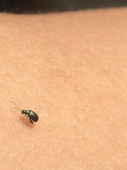 Aphthona strigosa