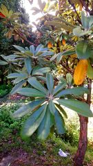 Rhododendron delavayi