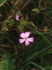 Geranium robertianum