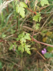 Geranium robertianum