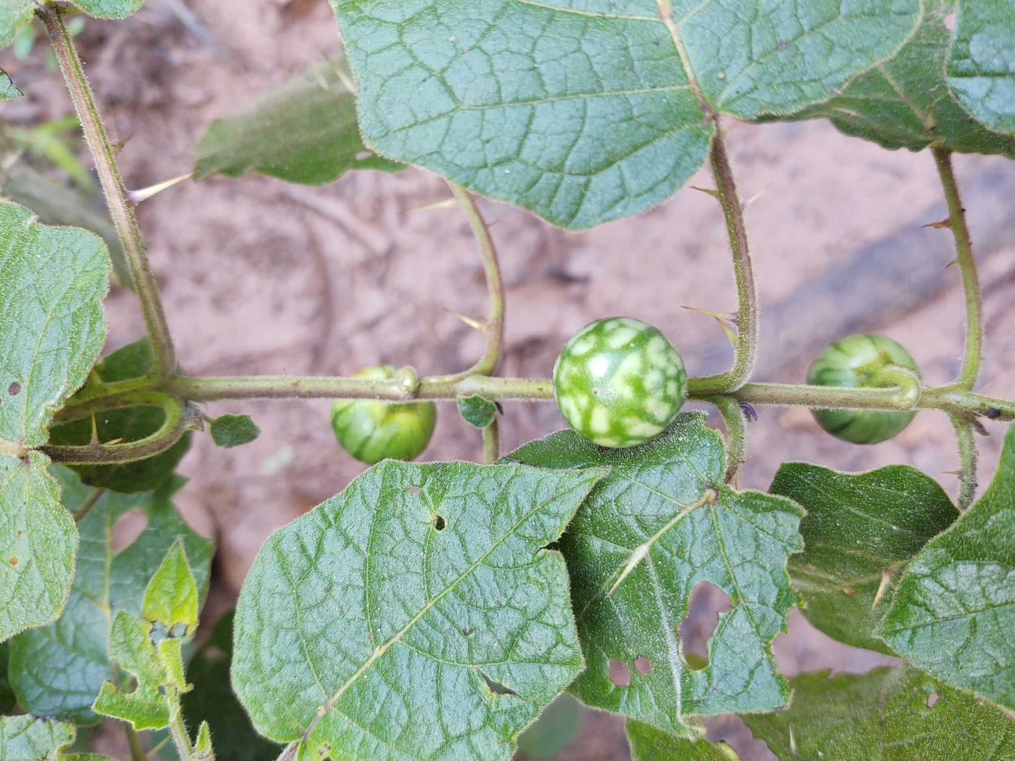 Solanum viarum