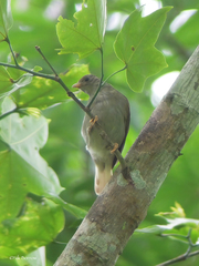 Melignomon eisentrauti