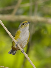 Euphonia pectoralis