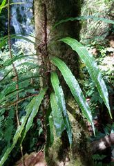 Lepisorus sublinearis