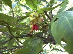 Ternstroemia tepezapote