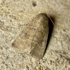 Athetis reclusa