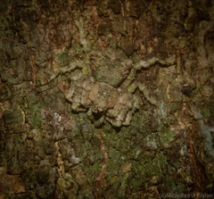 Stephanopis carcinoides