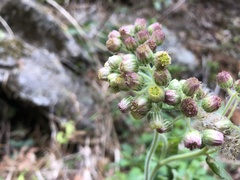 Eschenbachia japonica