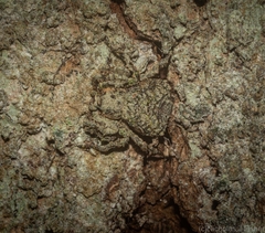 Stephanopis carcinoides