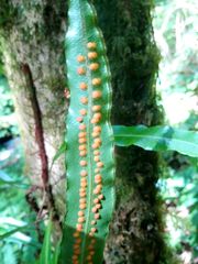 Lepisorus sublinearis