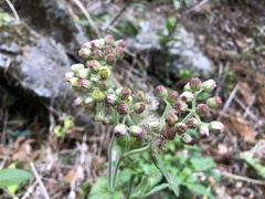 Eschenbachia japonica