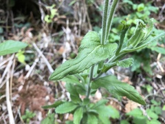 Eschenbachia japonica