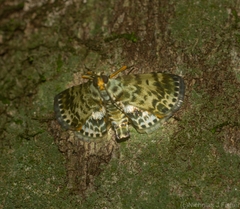 Cardamyla didymalis