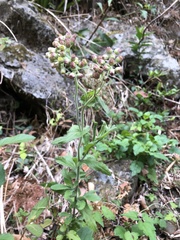 Eschenbachia japonica