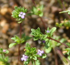 Pogogyne serpylloides