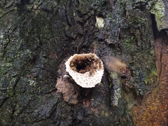 Scaptotrigona xanthotricha