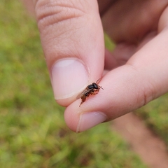 Scaptotrigona xanthotricha