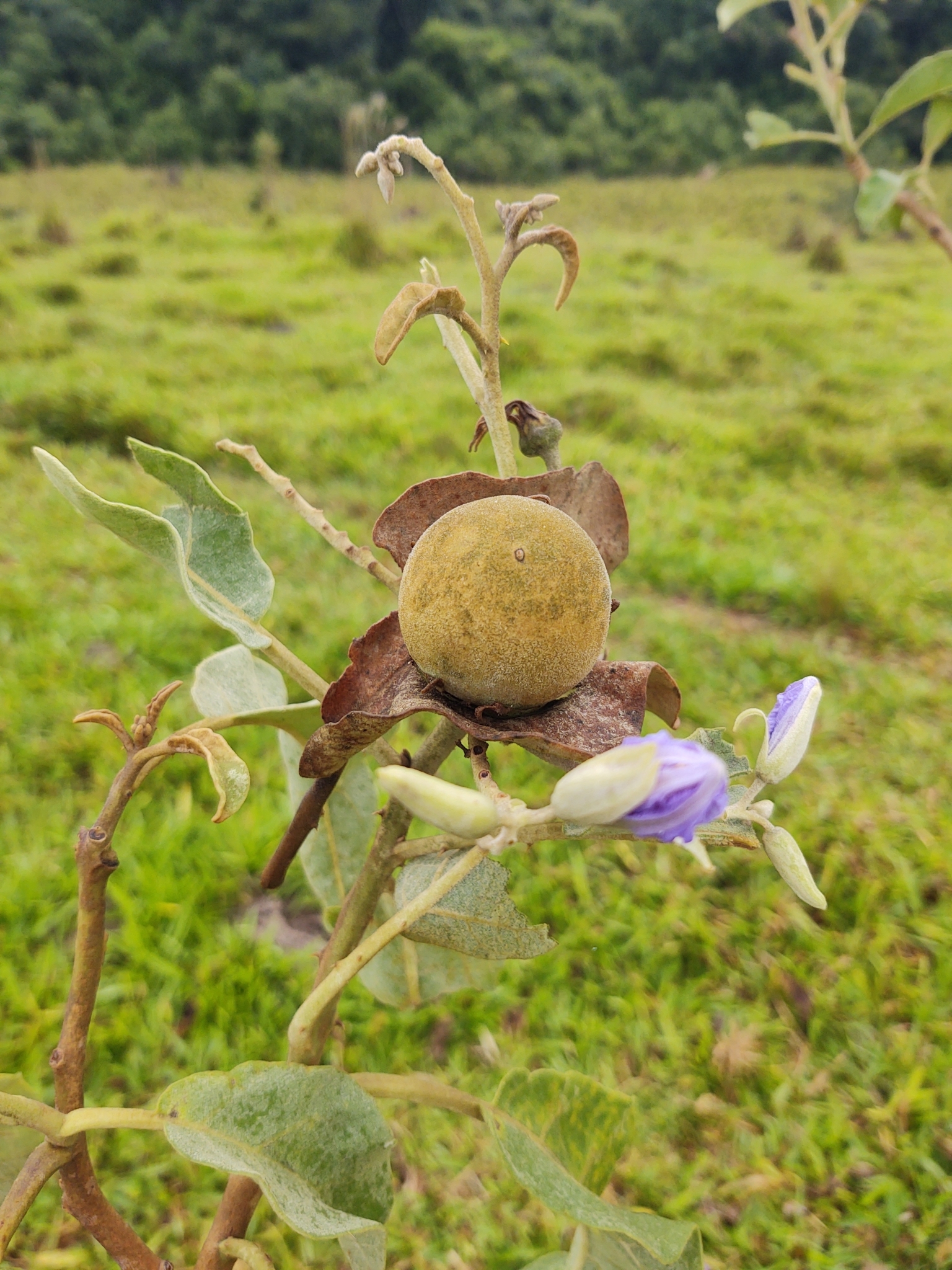 Solanum lycocarpum