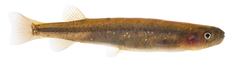Galaxias olidus