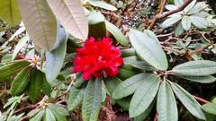 Rhododendron delavayi