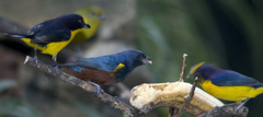 Euphonia pectoralis