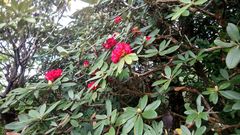 Rhododendron delavayi