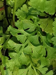 Anogramma leptophylla