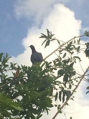 Patagioenas squamosa