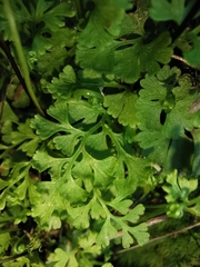 Anogramma leptophylla