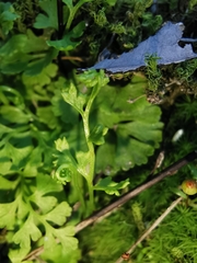 Anogramma leptophylla