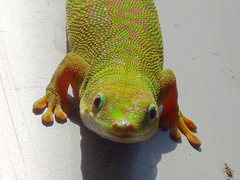 Phelsuma dubia