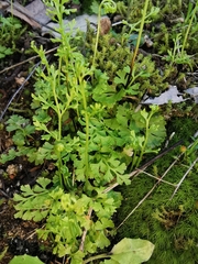 Anogramma leptophylla