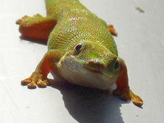 Phelsuma dubia