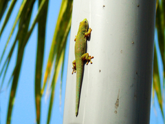 Phelsuma dubia