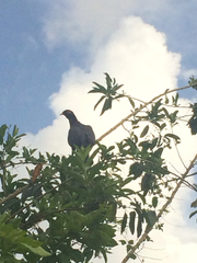 Patagioenas squamosa