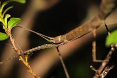 Lopaphus balteatus