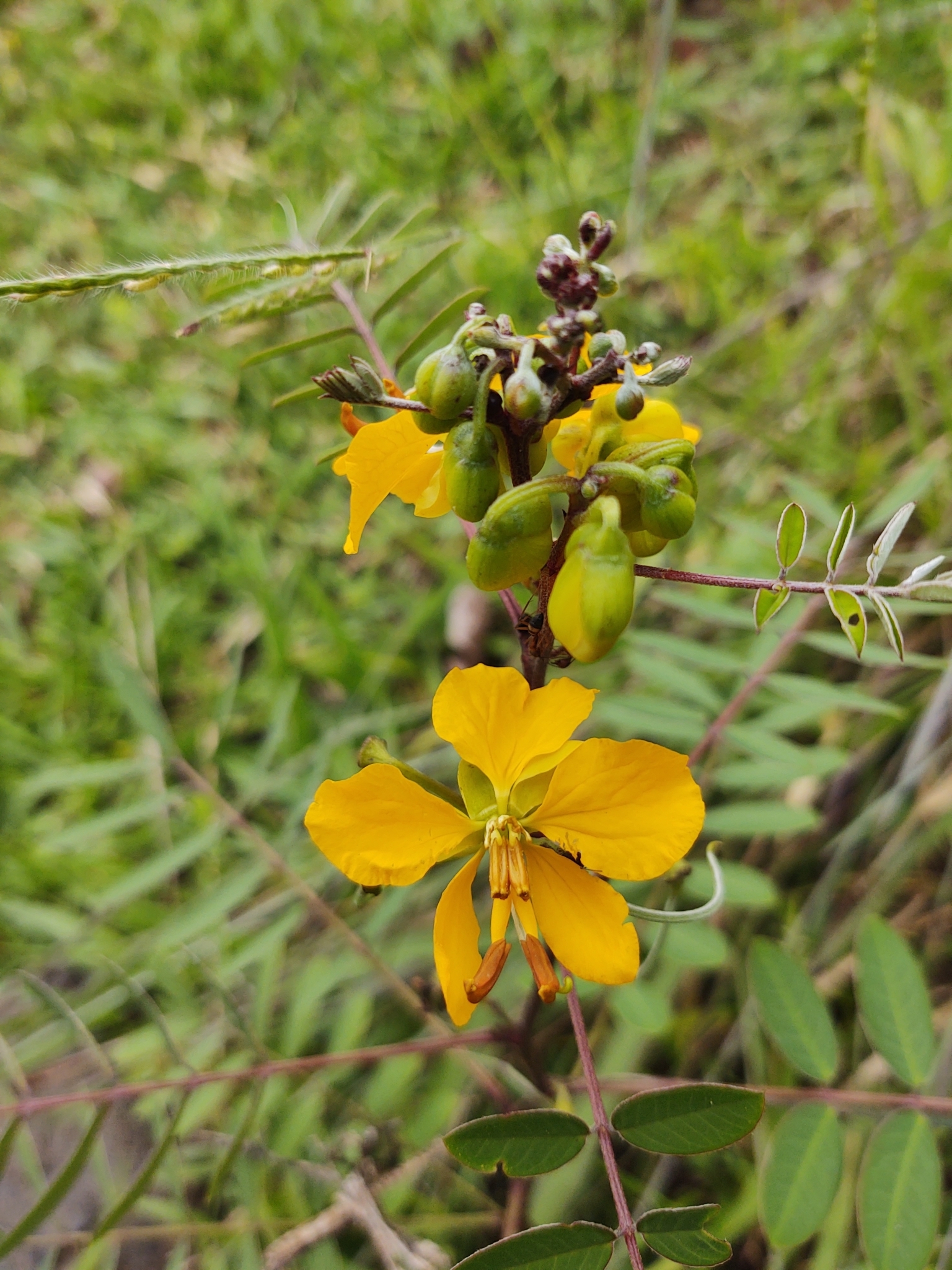 Senna cernua