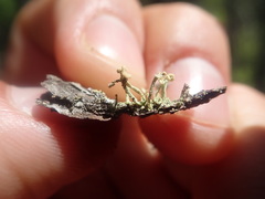 Cladonia botrytes