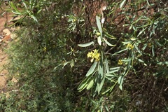 Gnidia madagascariensis