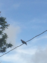 Patagioenas squamosa