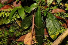 Maculonecroscia shukayi