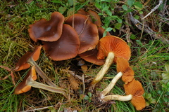 Cortinarius malicorius